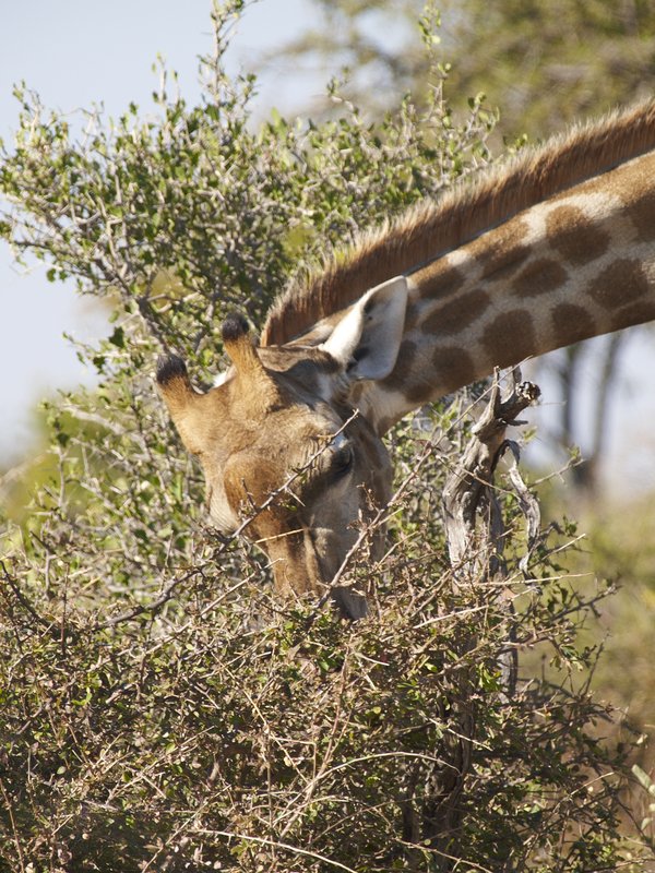 Etosha National Park, Giraffe